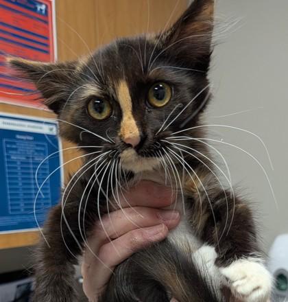 Drizella, Adoptable, Young Female Domestic Medium Hair & Domestic Short Hair.