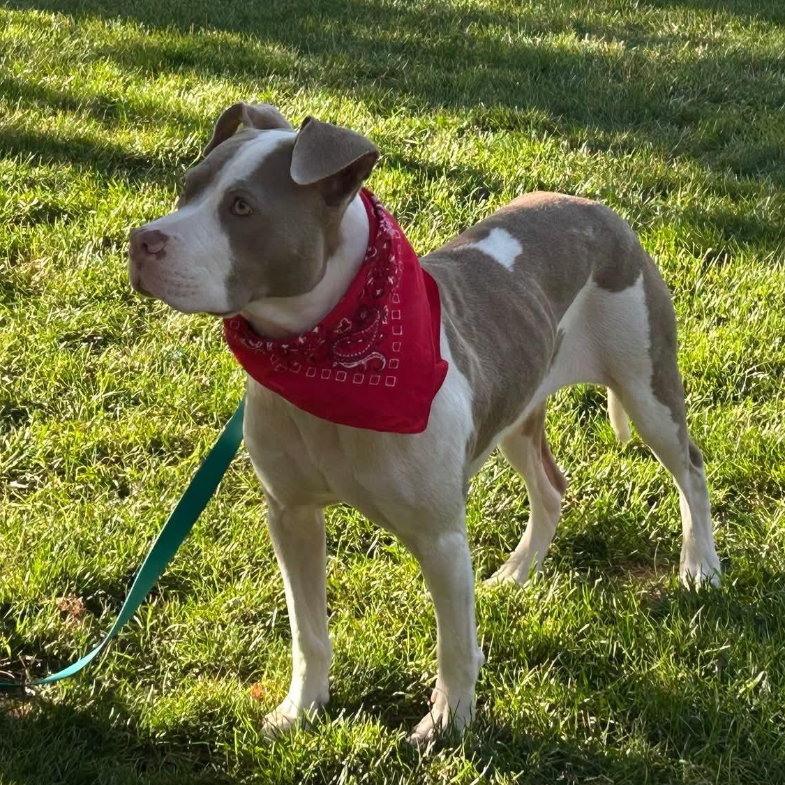 Tully, a ADOPTABLE Pit Bull Terrier in Peotone, IL image 2/4