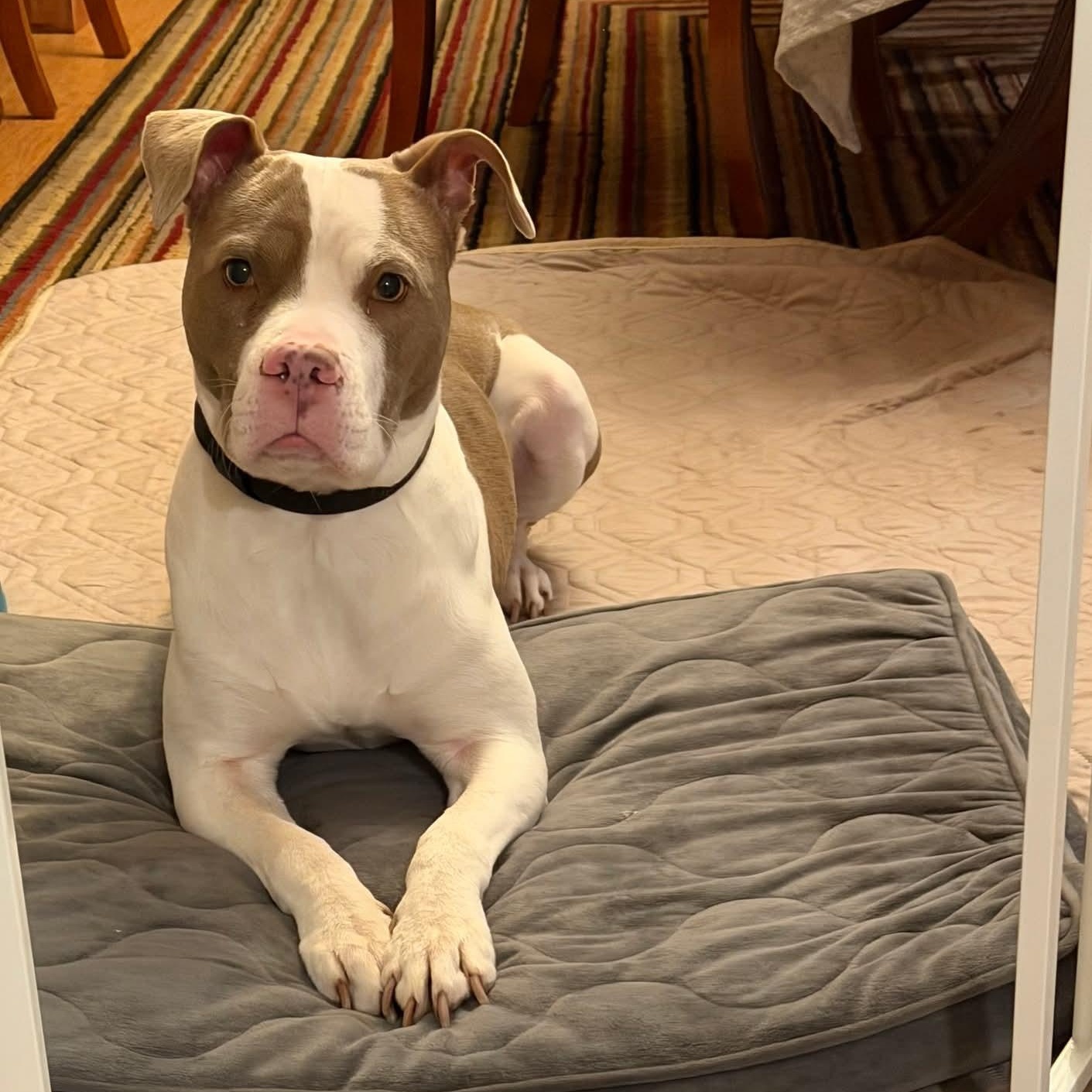 Tully, ADOPTABLE, Young Female Pit Bull Terrier.