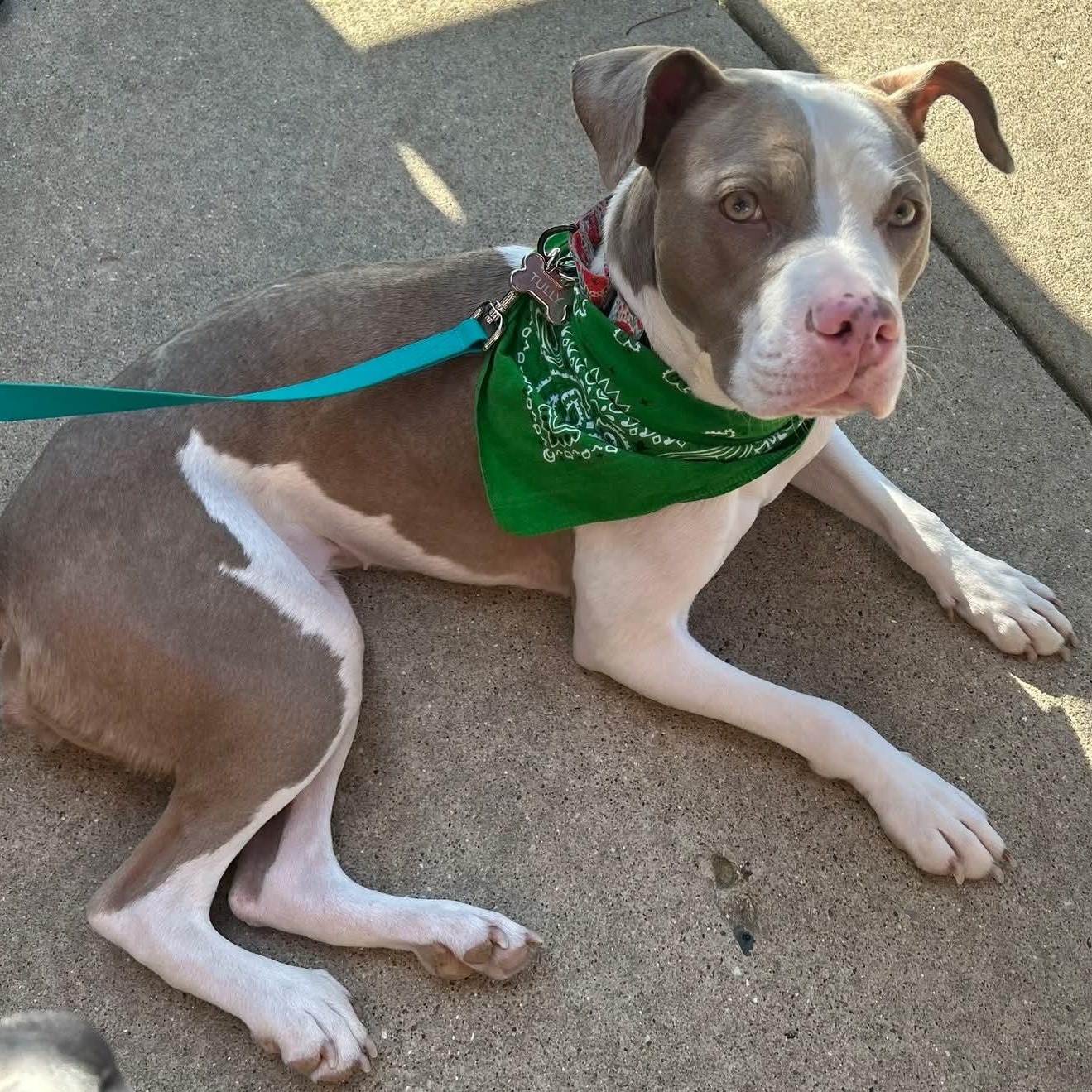 Tully, a ADOPTABLE Pit Bull Terrier in Peotone, IL image 4/4