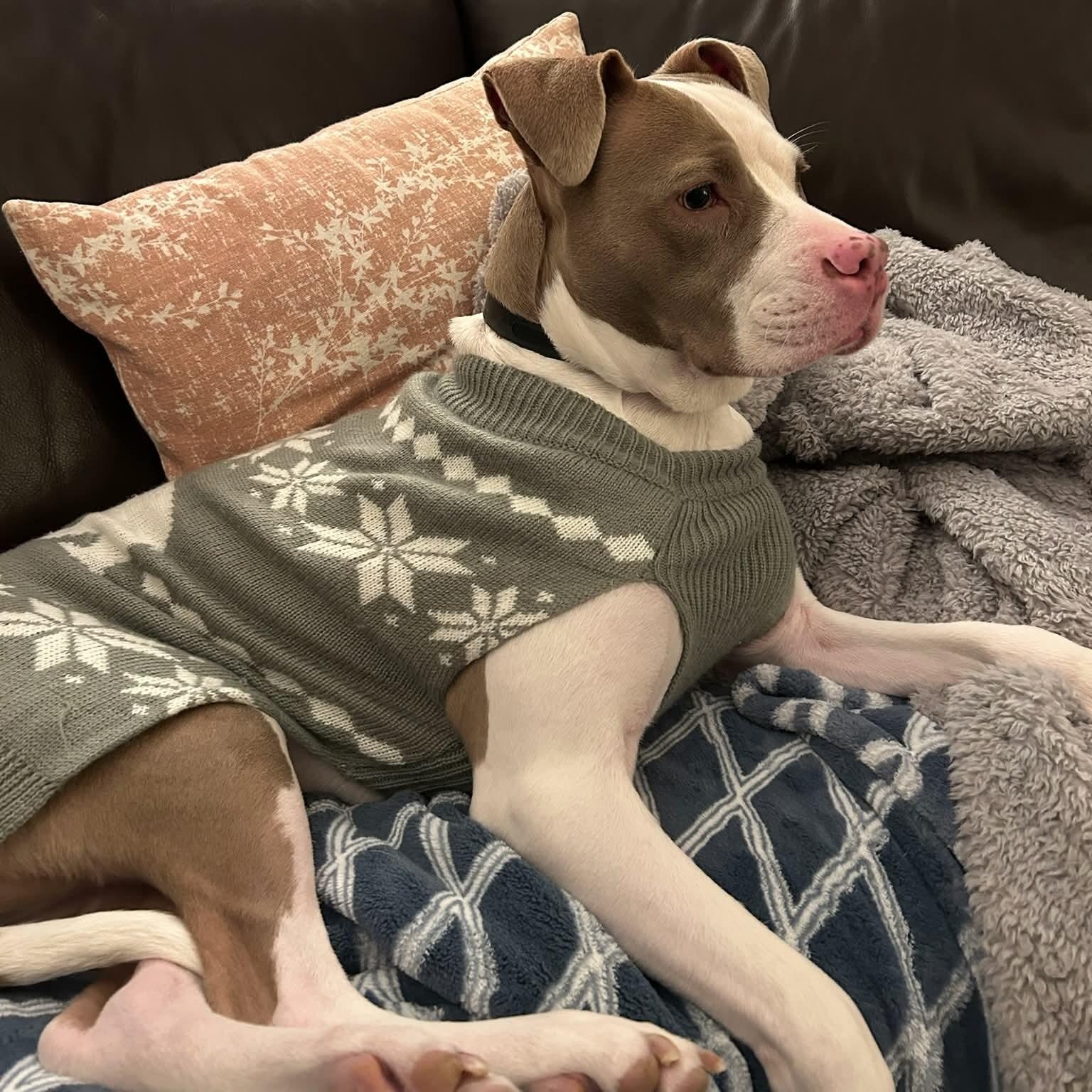 Tully, a ADOPTABLE Pit Bull Terrier in Peotone, IL image 3/4