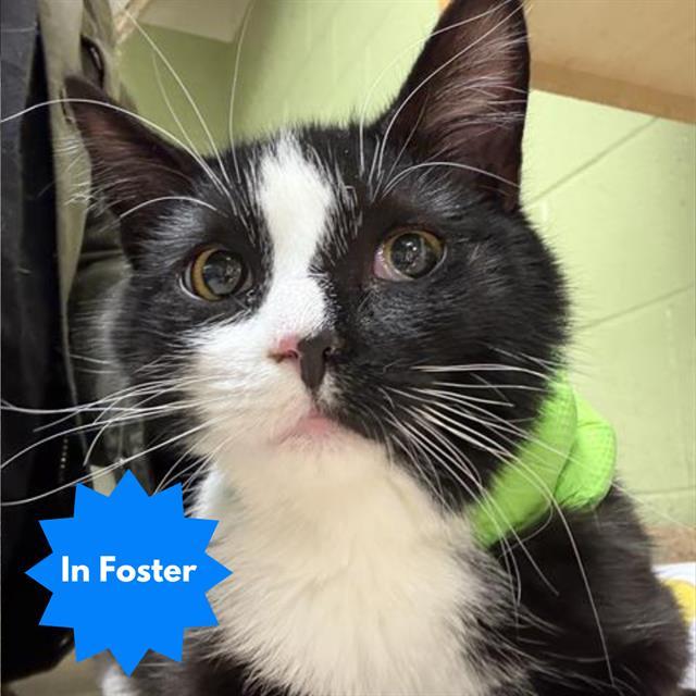 Enlarge NOIRE, a Adoptable Domestic Short Hair in Indianapolis, IN image 1/1