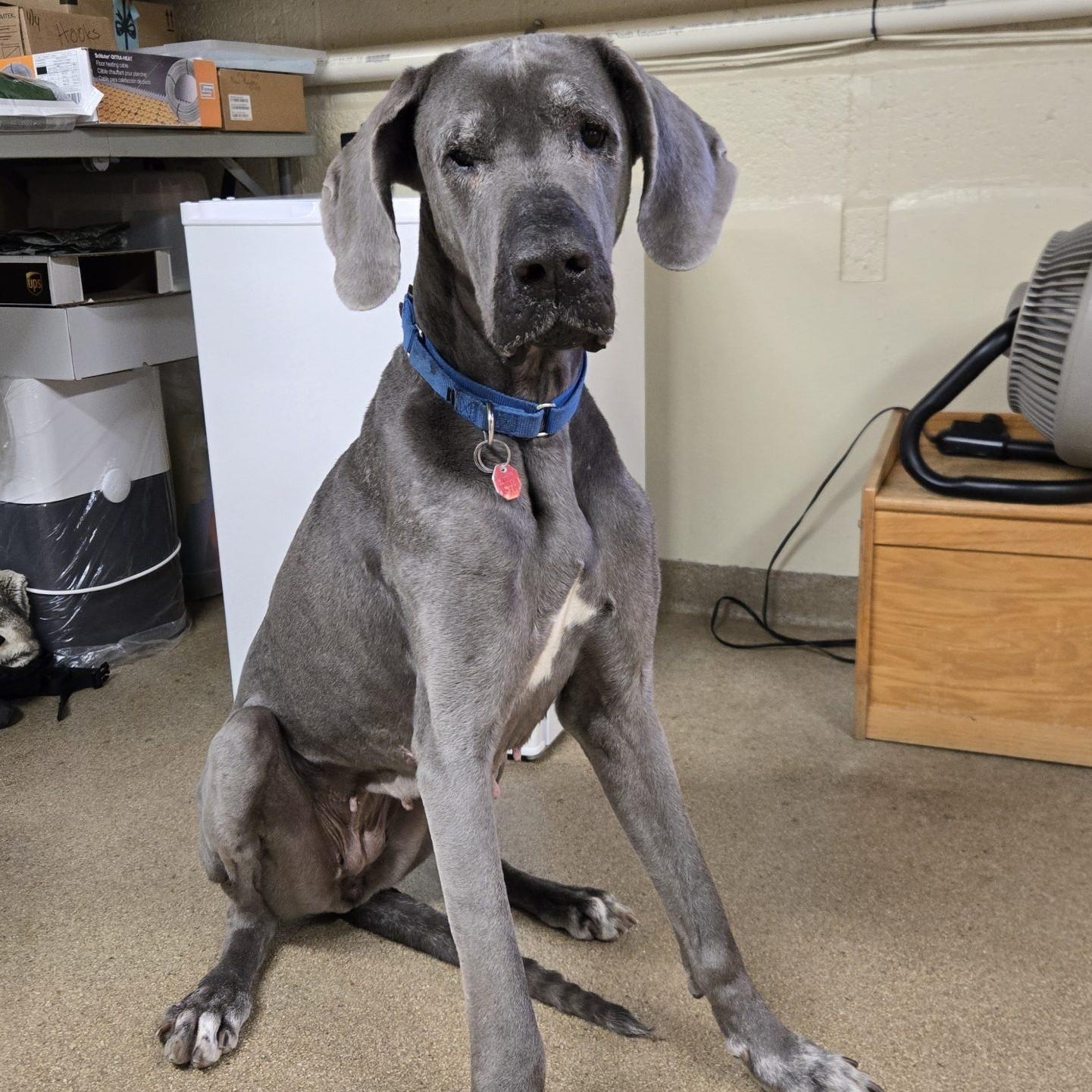 Fern, Adoptable, Adult Female Great Dane.