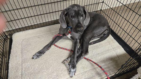 Fern, a Adoptable Great Dane in Pine Beach, NJ image 1/3