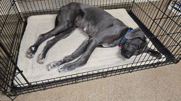Fern, a Adoptable Great Dane in Pine Beach, NJ image 2/3