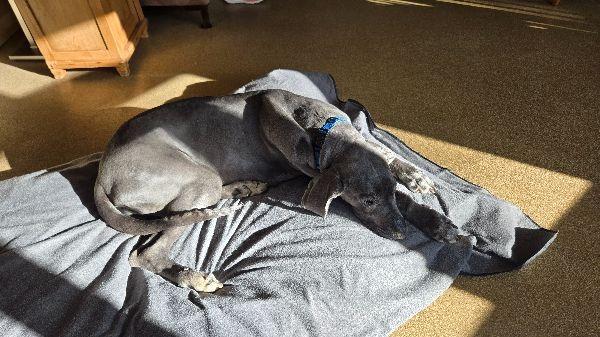 Fern, a Adoptable Great Dane in Pine Beach, NJ image 3/3