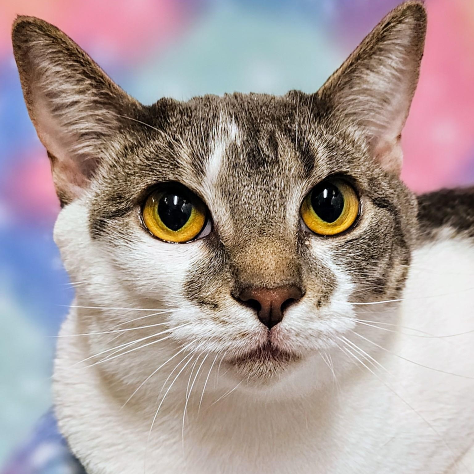 Sweety - Rancho Cucamonga PetSmart, Adoptable, Young Female Domestic Short Hair.