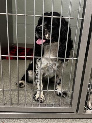 Enlarge Anastasia, a Adoptable mixed breed in Fallston, MD image 1/1