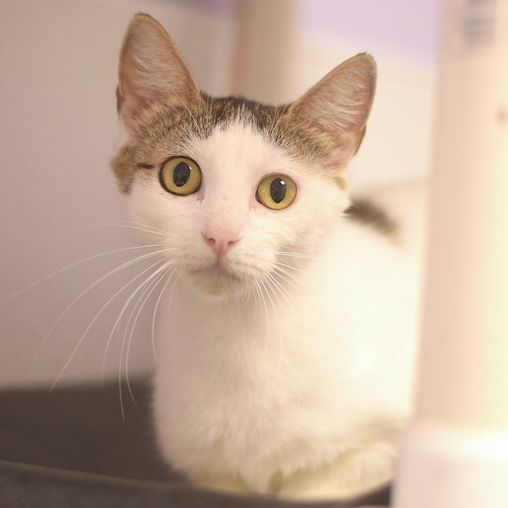 Flora, Adoptable, Young Female Domestic Short Hair.