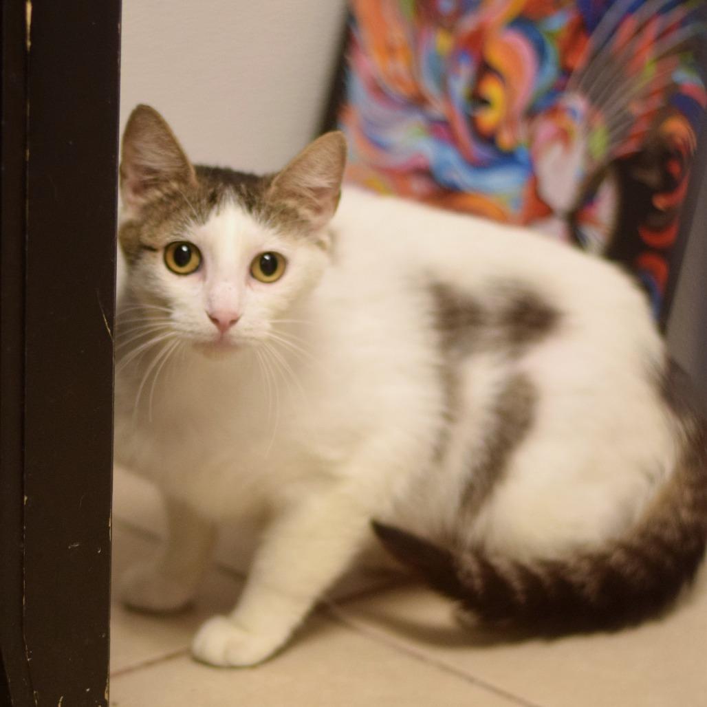 Flora, a Adoptable Domestic Short Hair in Belleville, IL image 2/4