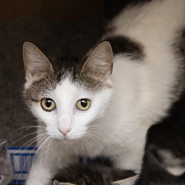 Flora, a Adoptable Domestic Short Hair in Belleville, IL image 3/4