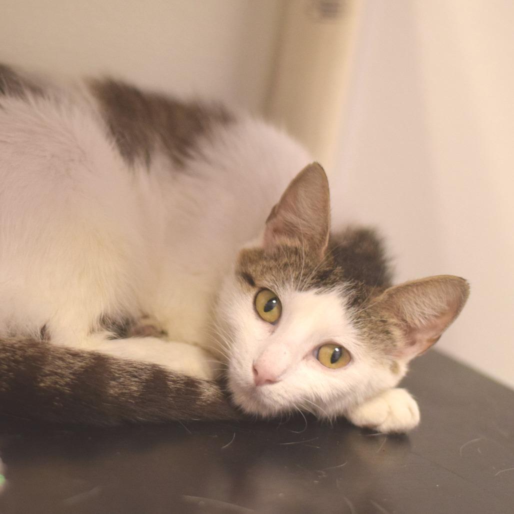 Flora, a Adoptable Domestic Short Hair in Belleville, IL image 4/4