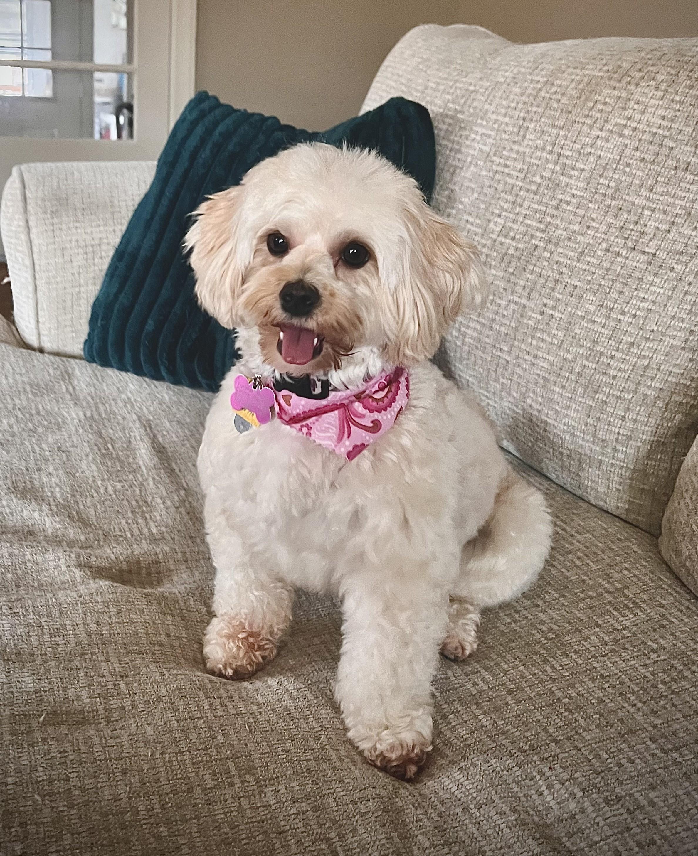 Enlarge SUGAR, an adopted mixed breed in Barium Springs, NC image 1/4