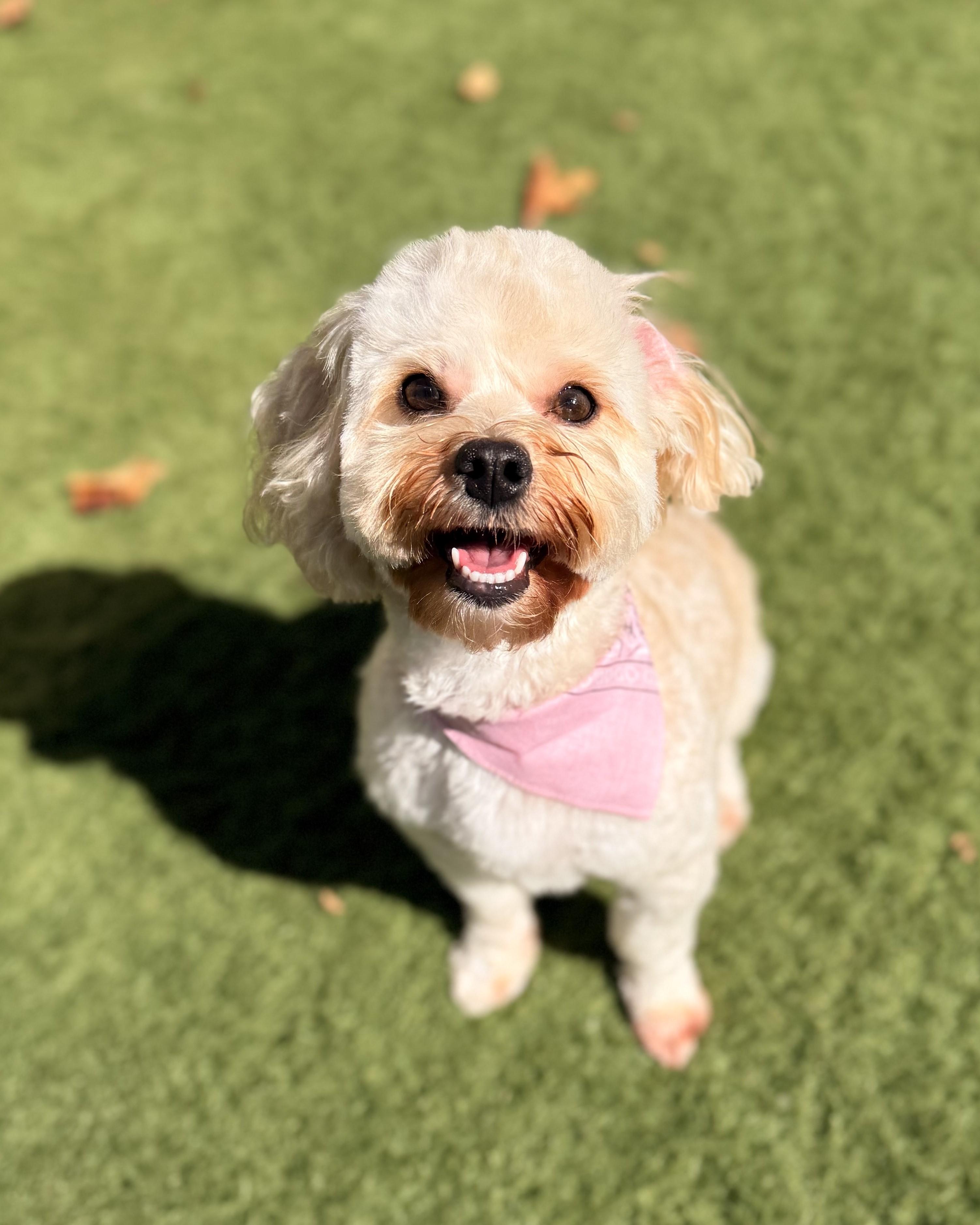 Enlarge SUGAR, an adopted mixed breed in Barium Springs, NC image 4/4