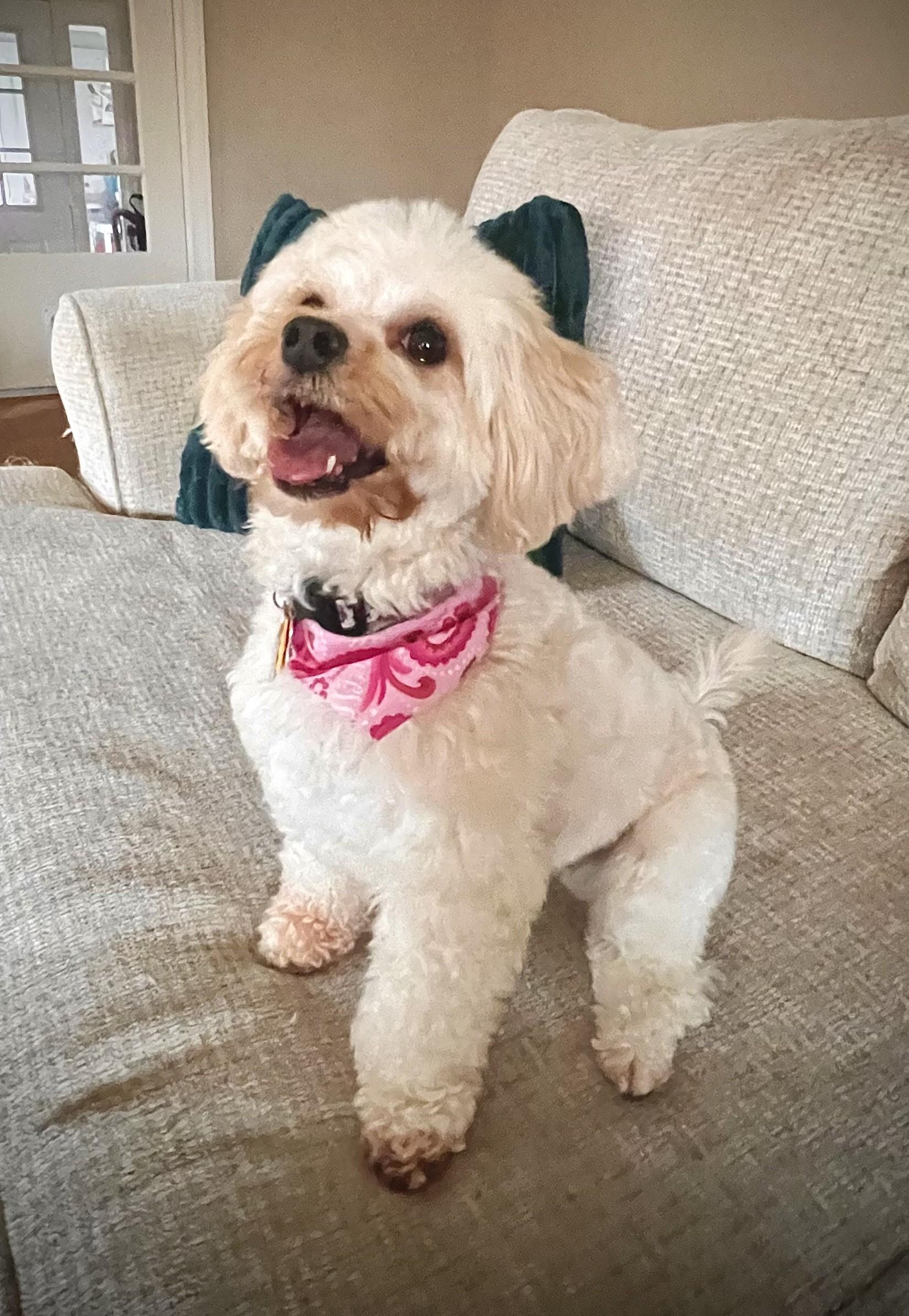 Enlarge SUGAR, an adopted mixed breed in Barium Springs, NC image 3/4