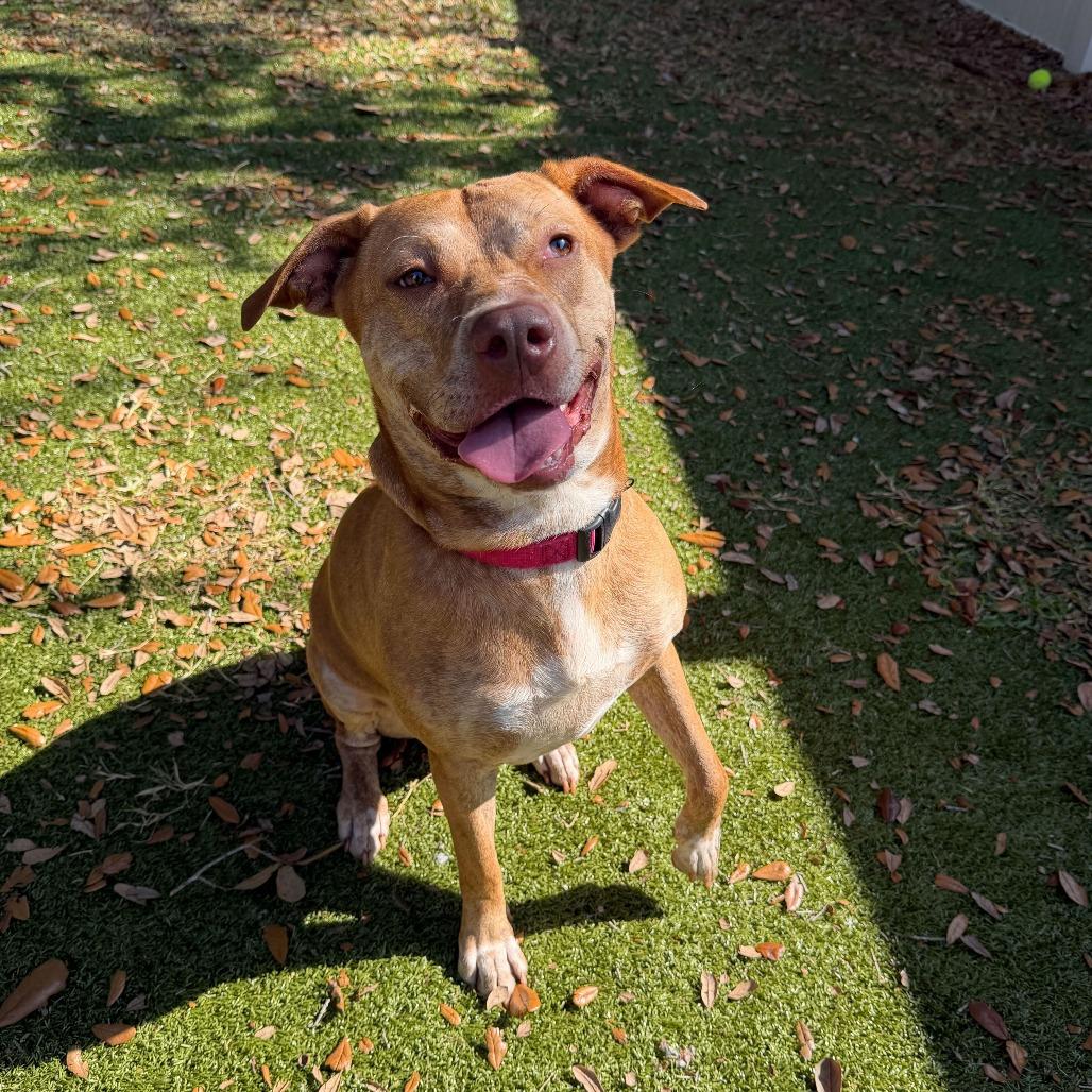 Esme, a Adoptable Mixed Breed in Titusville, FL image 1/3