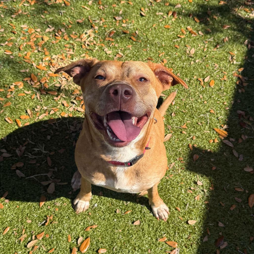 Esme, a Adoptable Mixed Breed in Titusville, FL image 2/3