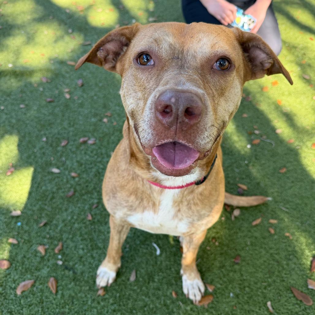 Esme, a Adoptable Mixed Breed in Titusville, FL image 3/3