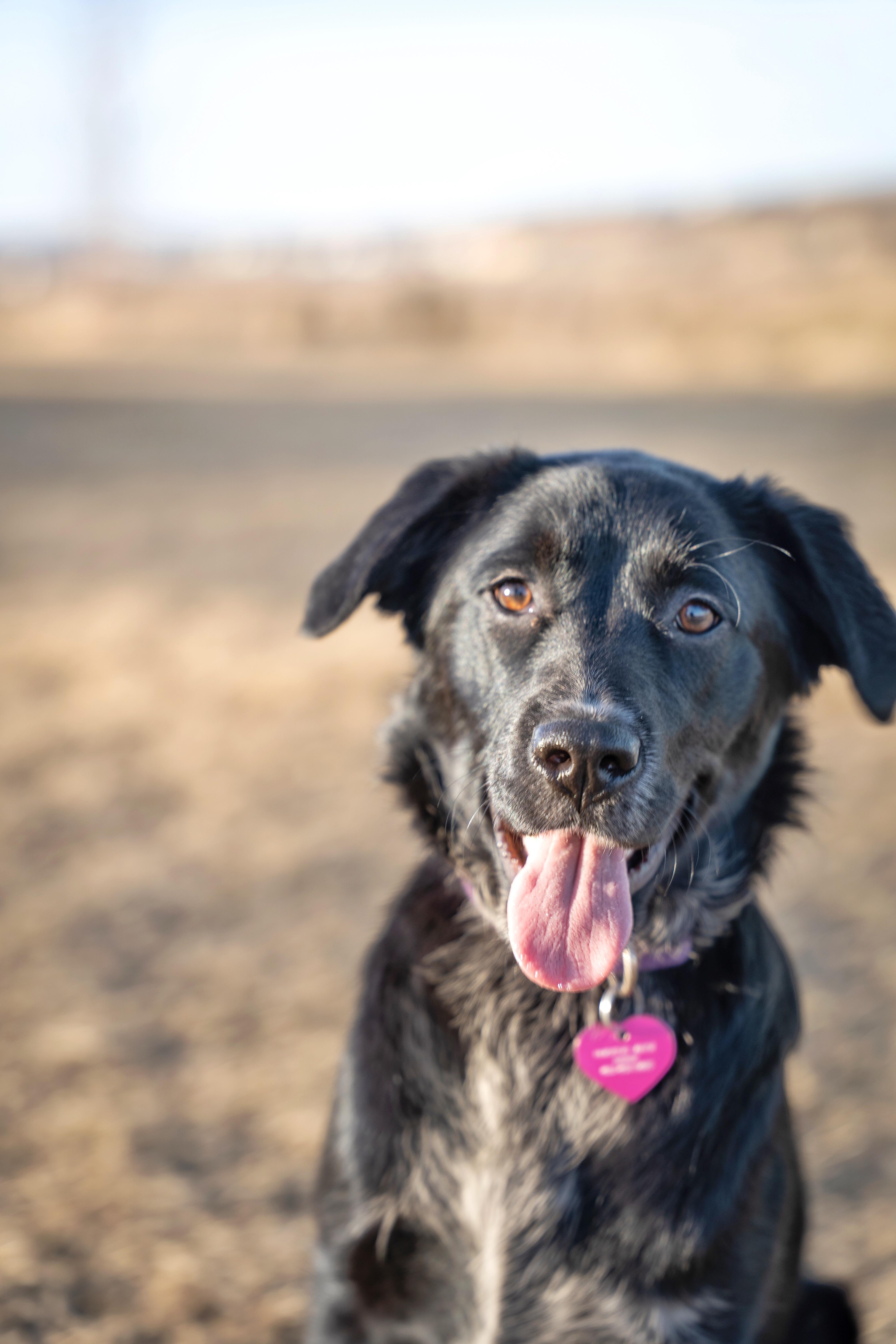 Enlarge White Paw, an adopted mixed breed in Calgary, AB image 5/6