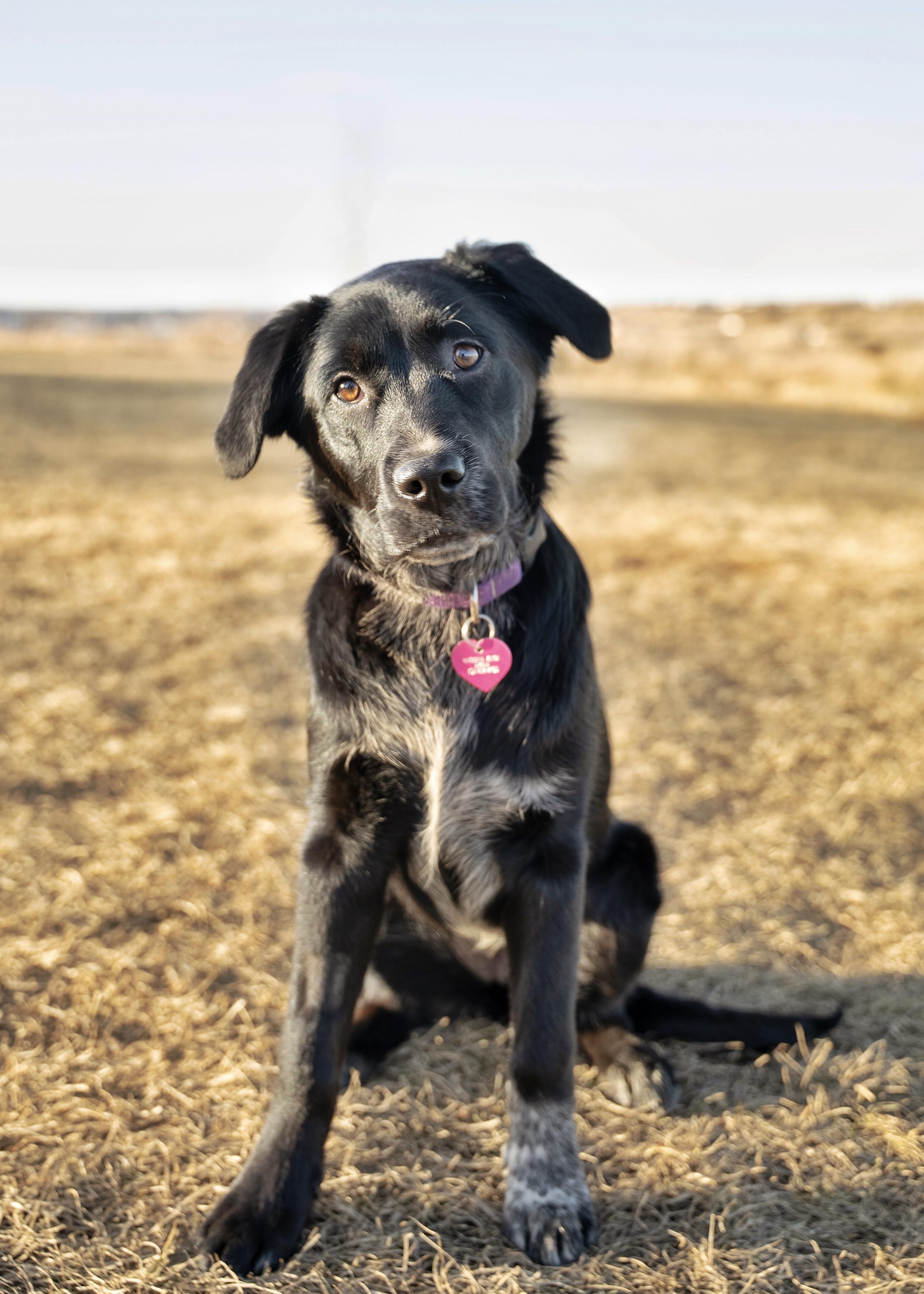 White Paw, adopted, Young Female Australian Cattle Dog / Blue Heeler.