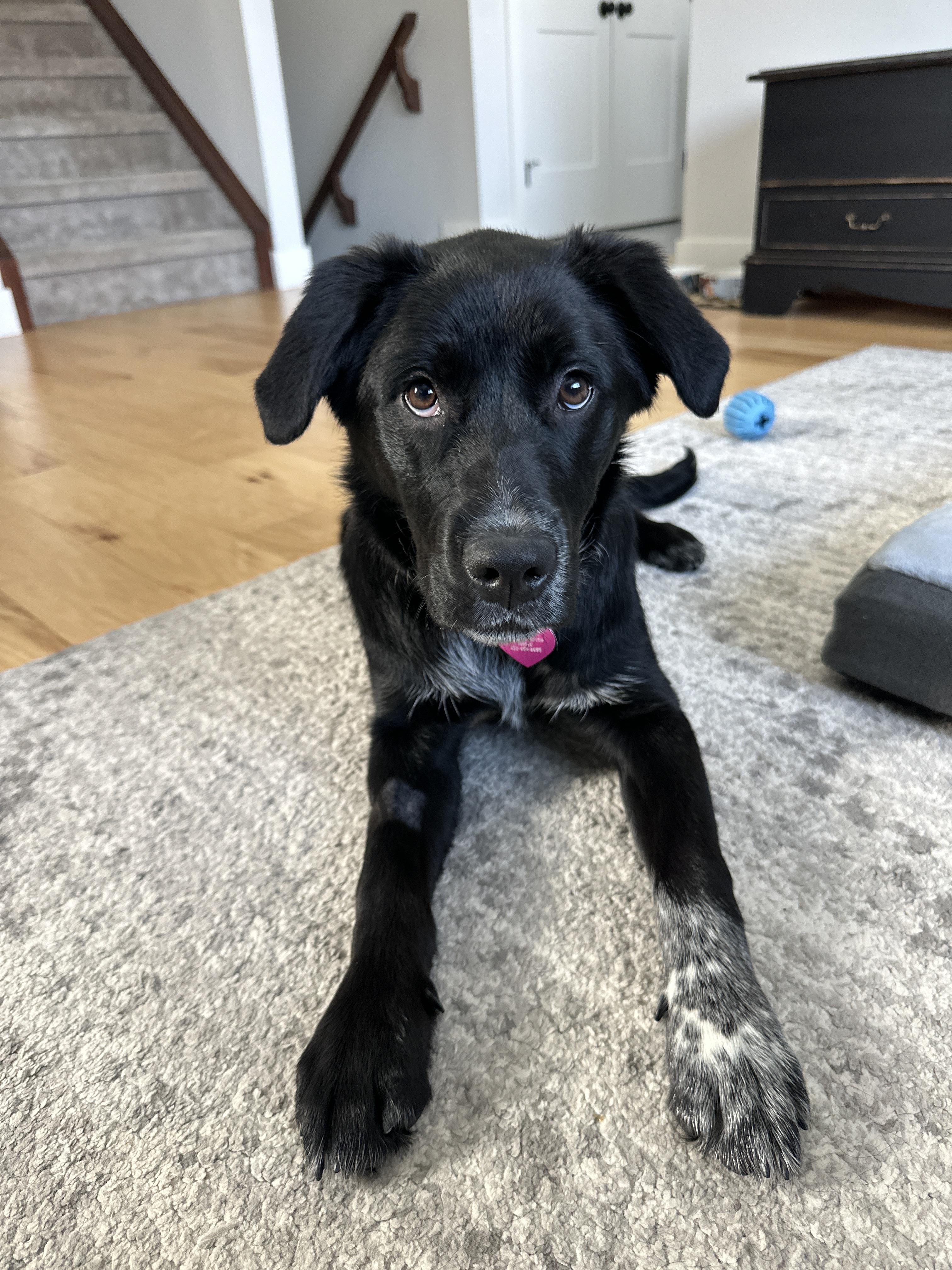 Enlarge White Paw, an adopted mixed breed in Calgary, AB image 6/6