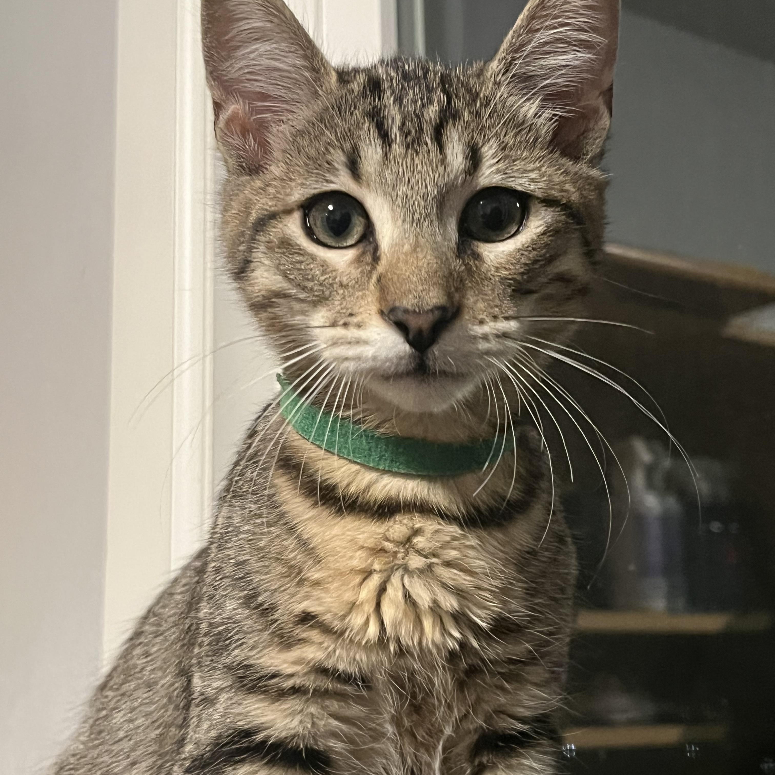 Enlarge Asparagus, a Adoptable Tabby in Oakley, CA image 4/4