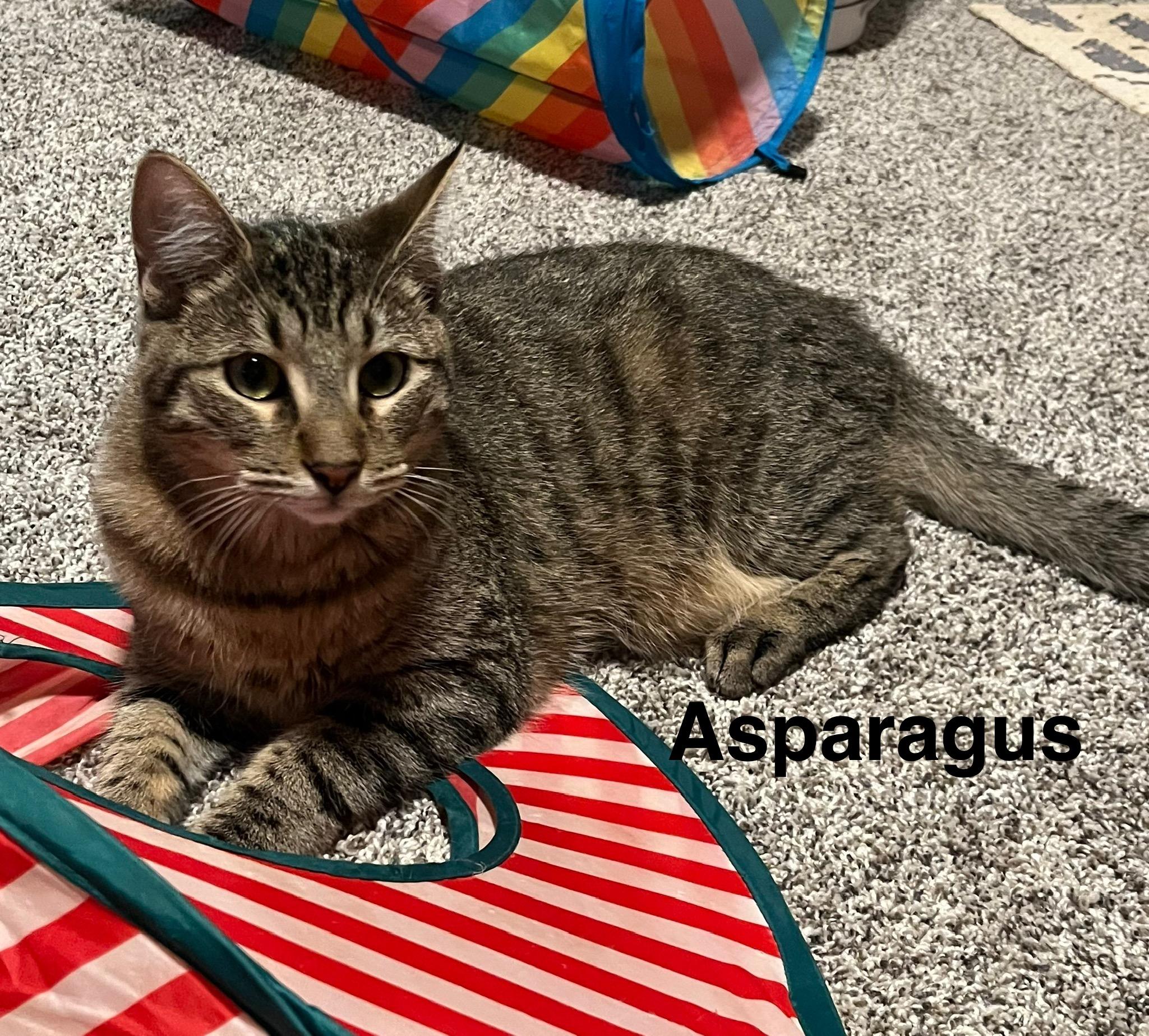 Enlarge Asparagus, a Adoptable Tabby in Oakley, CA image 1/4