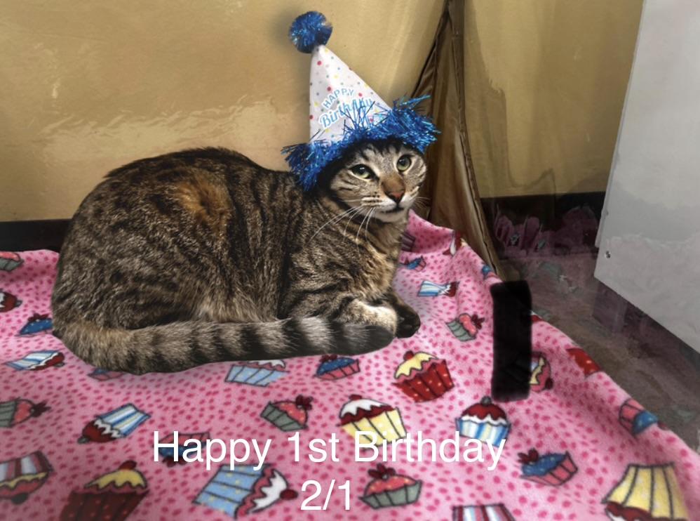 Asparagus, Adoptable, Young Male Tabby.