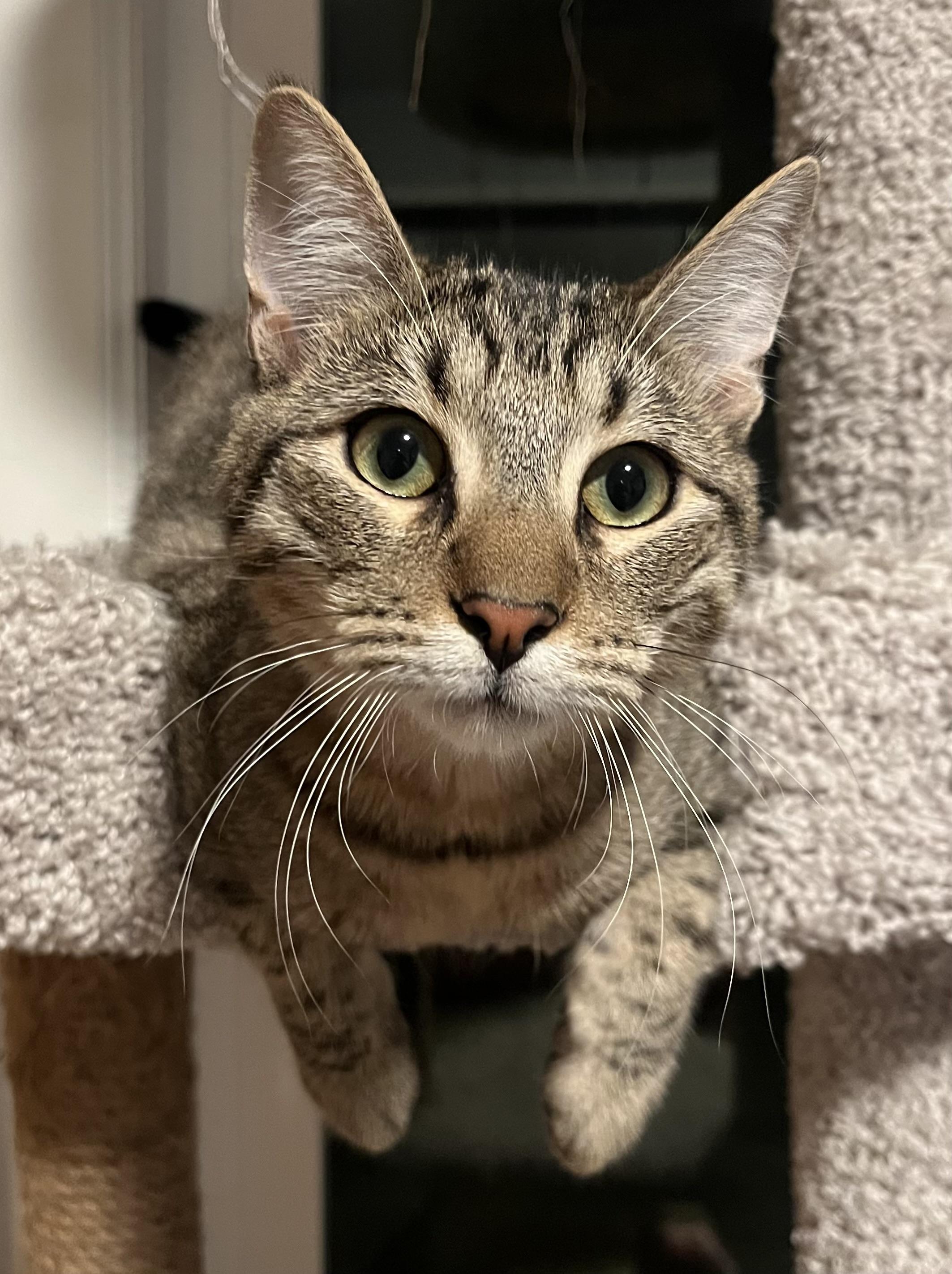 Enlarge Asparagus, a Adoptable Tabby in Oakley, CA image 2/4