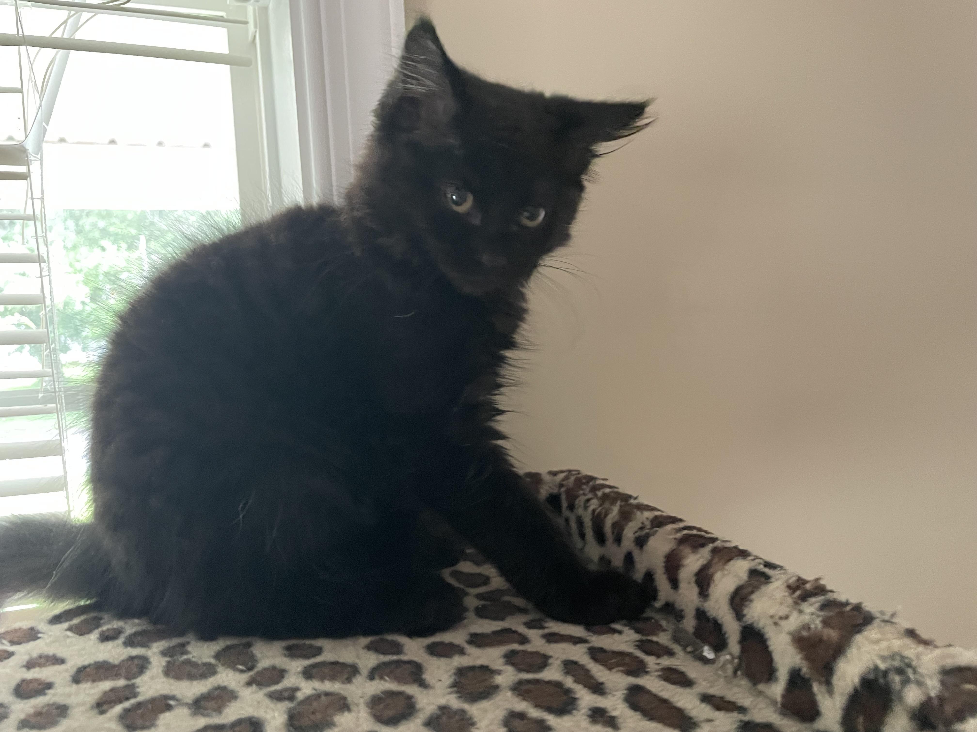 Flynn (Disney Litter), Baby Male unknown