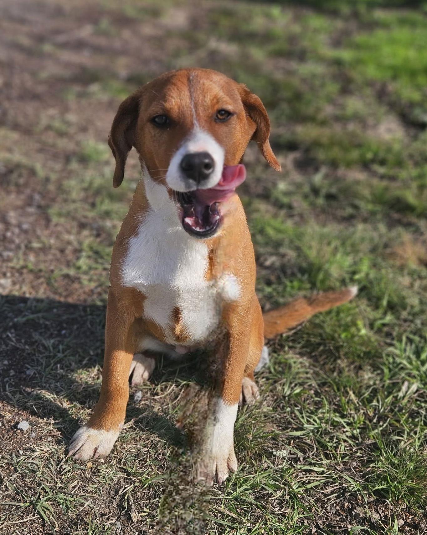 Mistletoe CainRd *LOCAL*, Adopted, Puppy Female Beagle & Australian Shepherd.