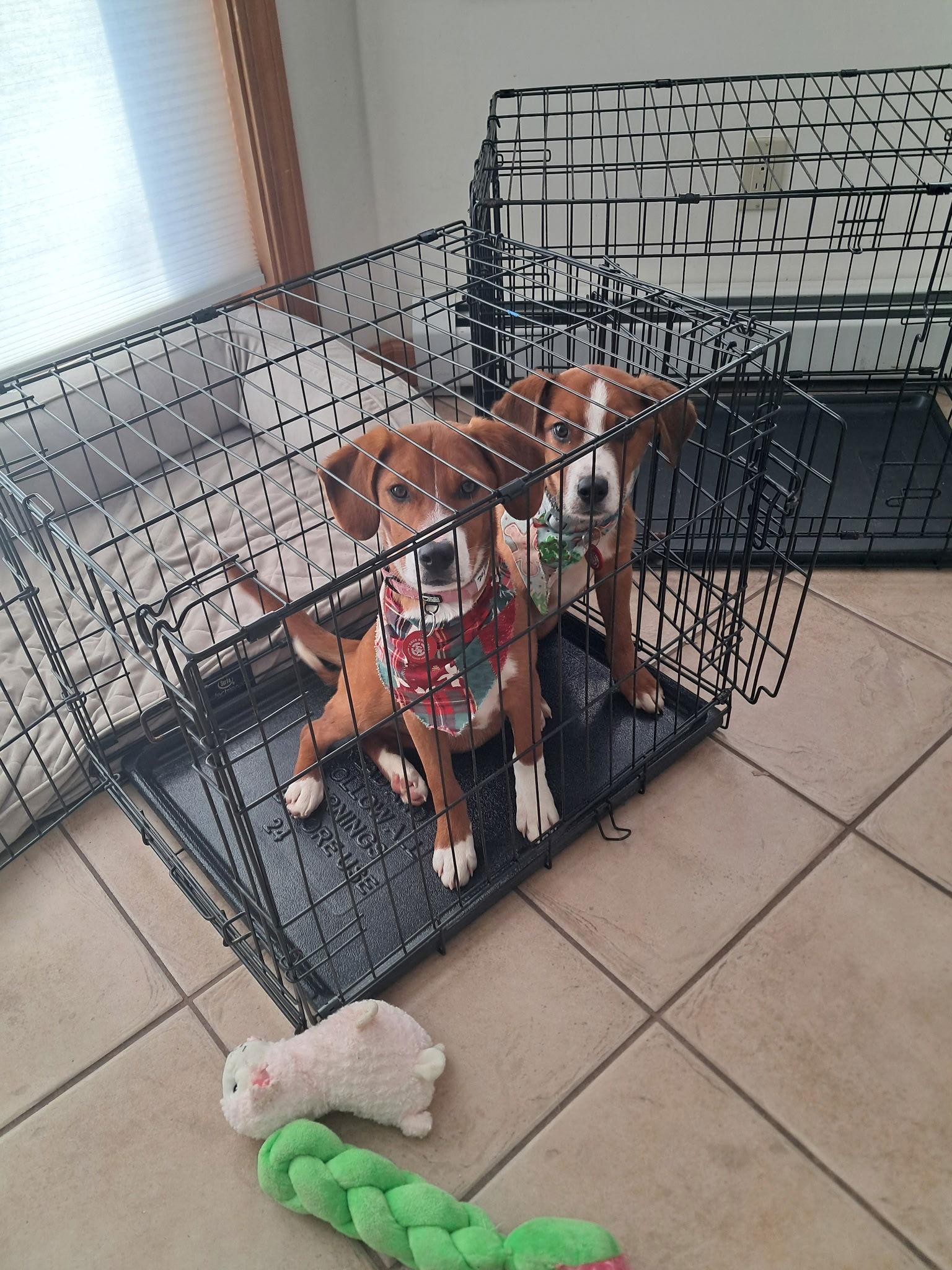 Enlarge Mistletoe CainRd *LOCAL*, a Adopted mixed breed in Wakefield, RI image 2/3