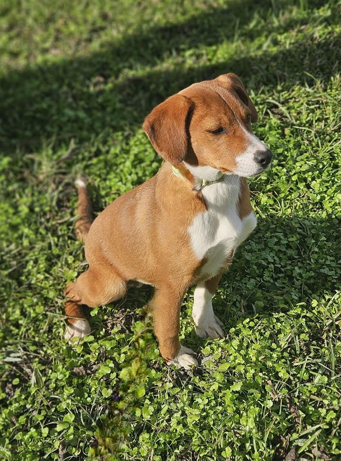 Enlarge Mistletoe CainRd *LOCAL*, a Adopted mixed breed in Wakefield, RI image 3/3