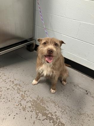 Enlarge Lilu, a ADOPTABLE mixed breed in Sacramento, CA image 2/3