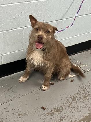 Enlarge Lilu, a ADOPTABLE mixed breed in Sacramento, CA image 3/3
