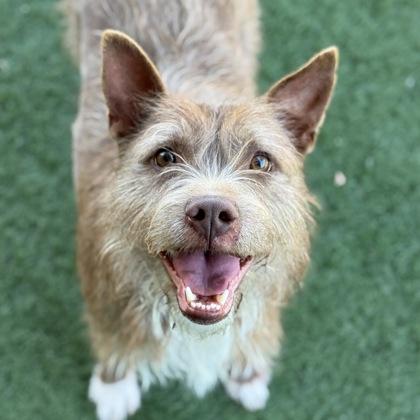 Lilu, ADOPTABLE, Adult Female Cairn Terrier.