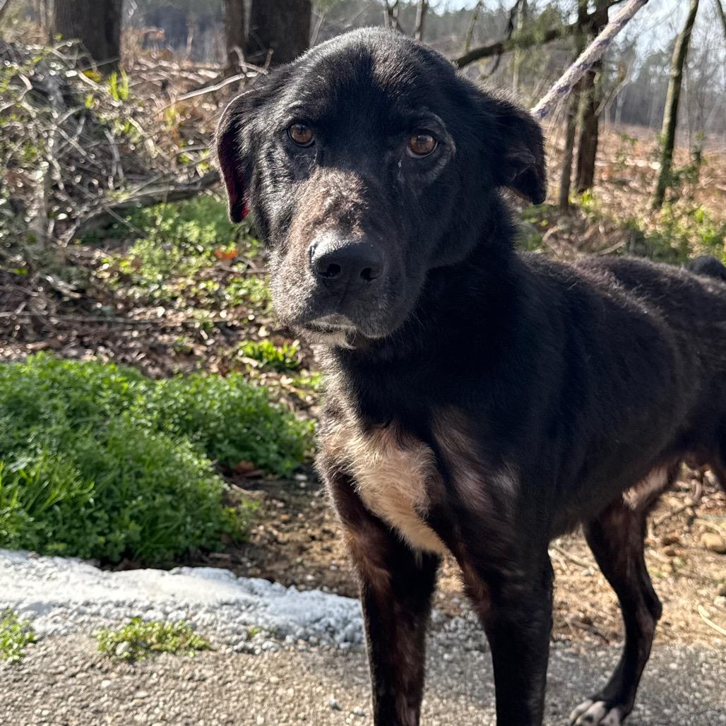 Honk, Adoptable, Adult Male Black Labrador Retriever & Mixed Breed.
