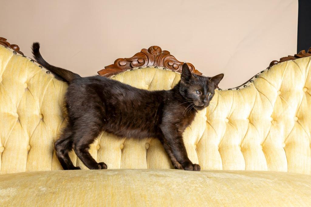 Tizzy — thumbnail 2