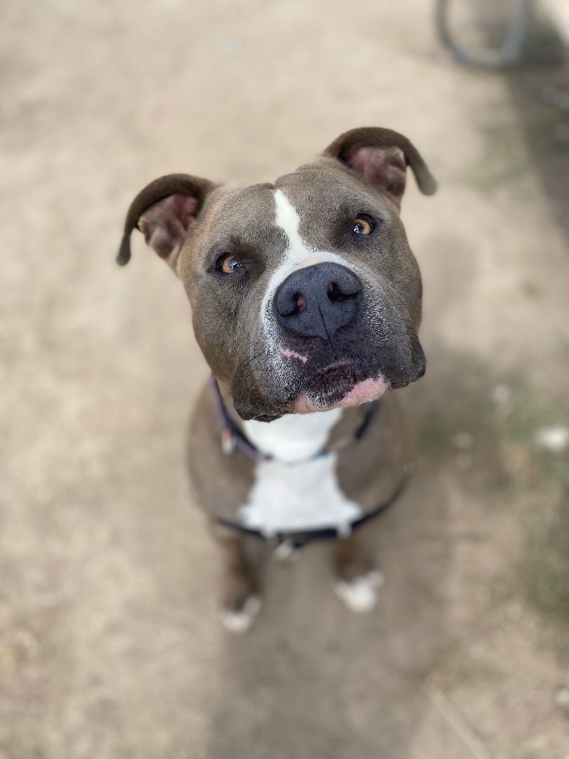 Bada Bing, a Adoptable Pit Bull Terrier in Pueblo, CO image 2/5