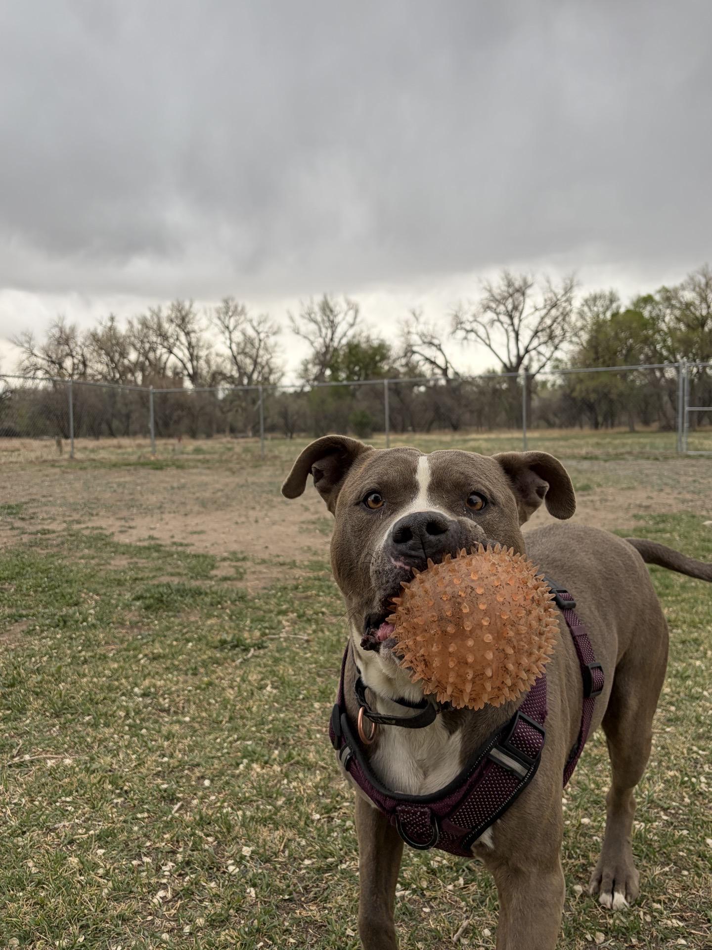 Bada Bing, Adoptable, Adult Male Pit Bull Terrier.