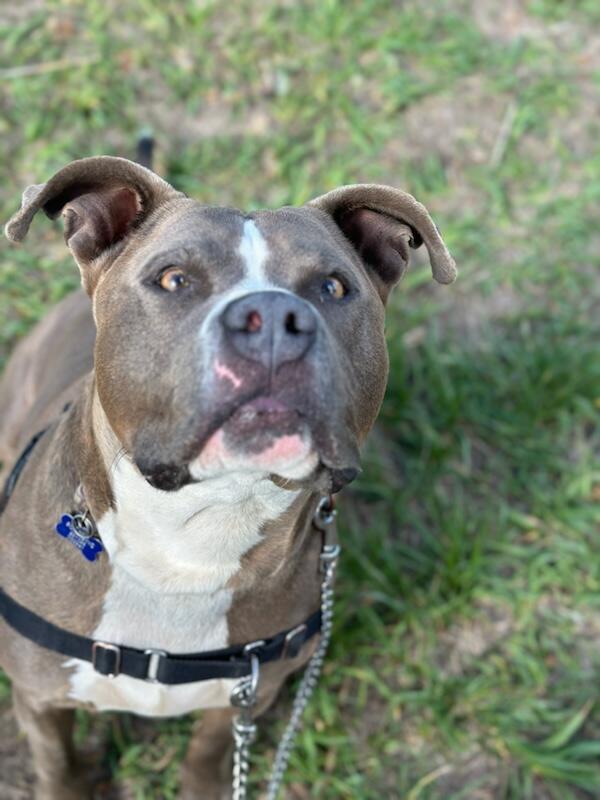 Bada Bing, a Adoptable Pit Bull Terrier in Pueblo, CO image 5/5