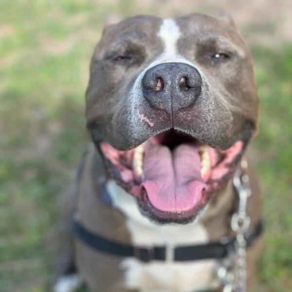 Bada Bing, a Adoptable Pit Bull Terrier in Pueblo, CO image 1/5