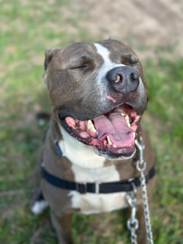Bada Bing, a Adoptable Pit Bull Terrier in Pueblo, CO image 4/5