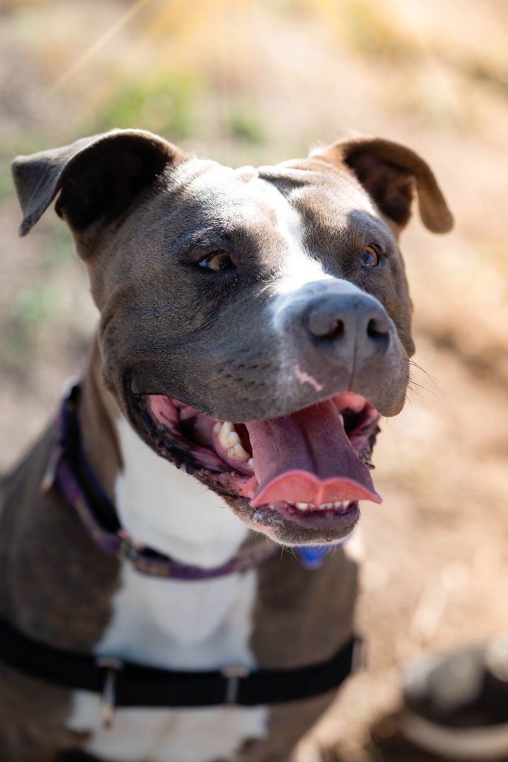 Bada Bing, a Adoptable Pit Bull Terrier in Pueblo, CO image 3/5