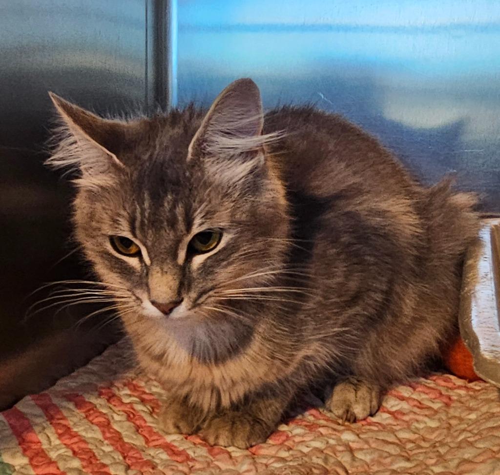 Enlarge FENDI, a Adopted mixed breed in Marianna, FL image 1/1