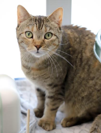 Professor McGonagall fka C21, Adoptable, Adult Female Domestic Short Hair & Domestic Short Hair.