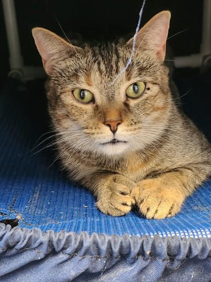 Enlarge Professor McGonagall fka C21, a Adoptable Domestic Short Hair in West Chester, PA image 1/1