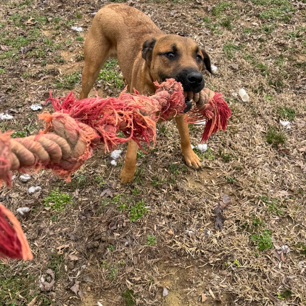 Poob, Adoptable, Young Male Hound.