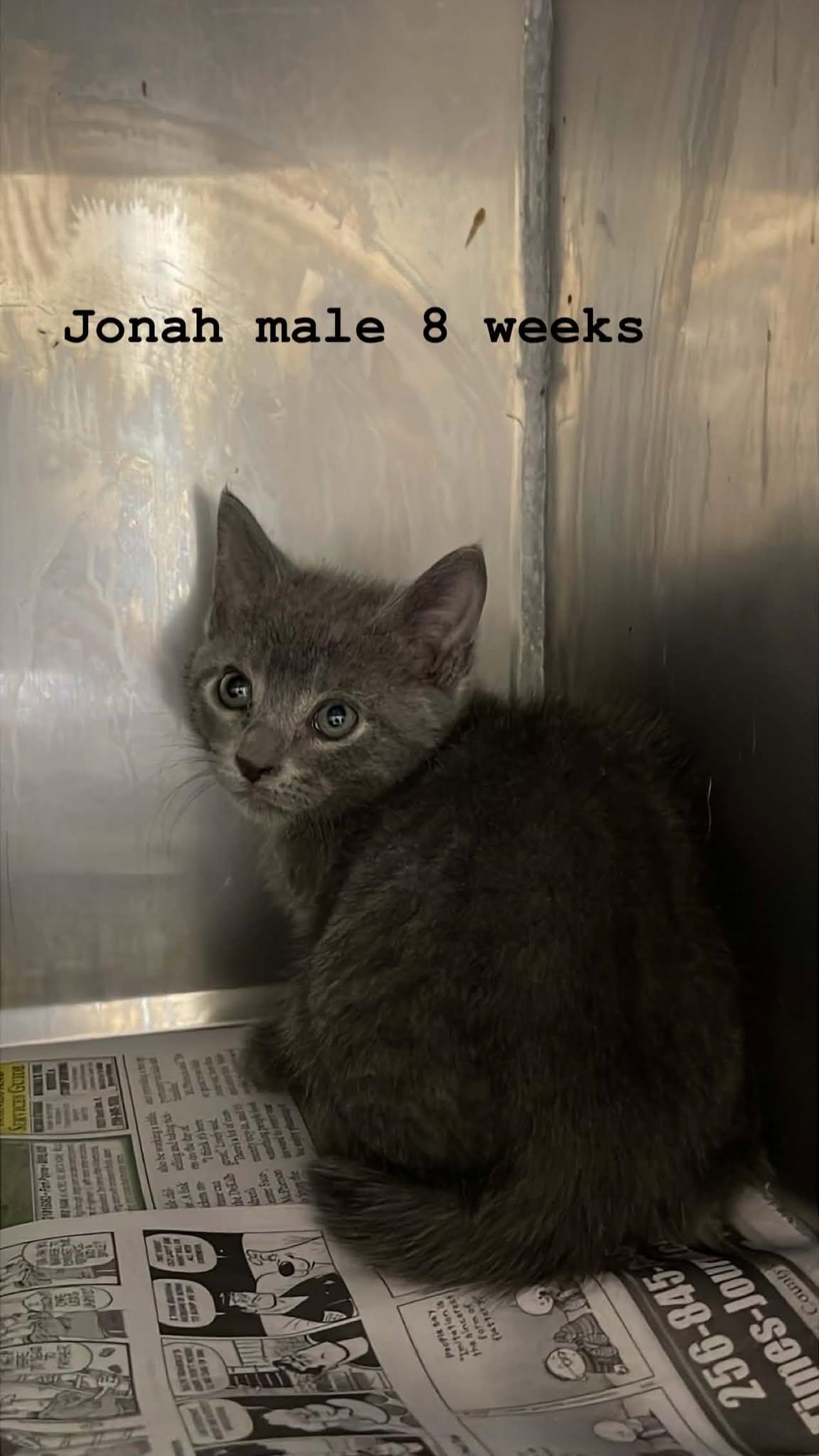 Jonah, ADOPTABLE, Kitten Male Domestic Short Hair.
