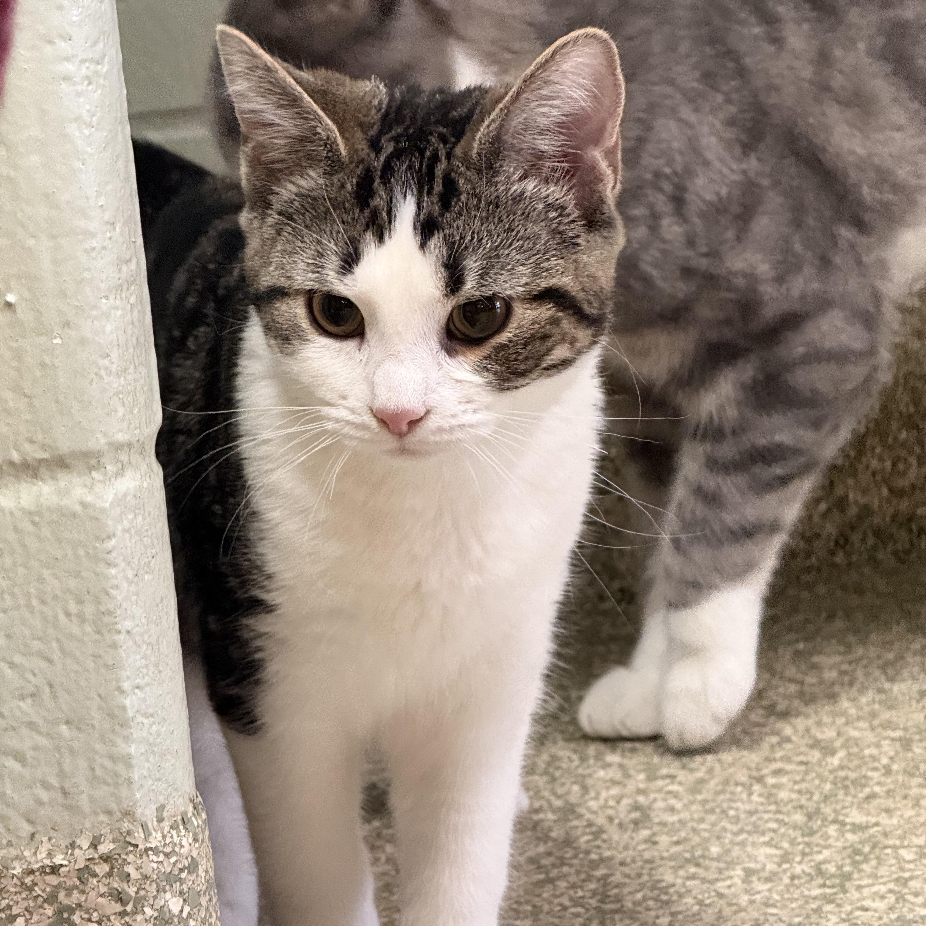 Paramore, Adoptable, Young Female Domestic Short Hair.